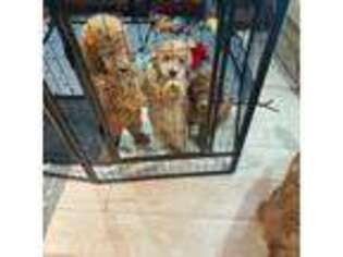 Mutt Puppy for sale in Spur, TX, USA
