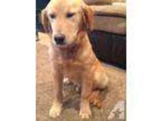 Golden Retriever Puppy for sale in GRAND JUNCTION, CO, USA