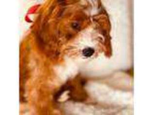 Cavapoo Puppy for sale in Pensacola, FL, USA