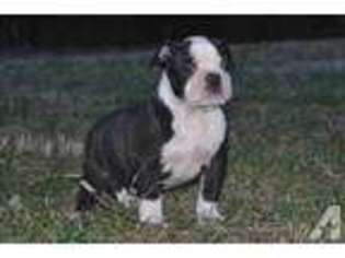 Olde English Bulldogge Puppy for sale in NORTON, MA, USA