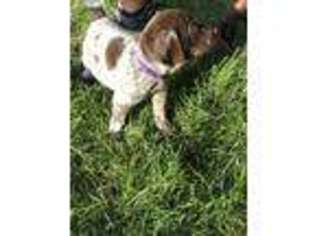 German Shorthaired Pointer Puppy for sale in Ironton, MN, USA