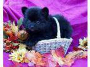 Pomeranian Puppy for sale in Burleson, TX, USA