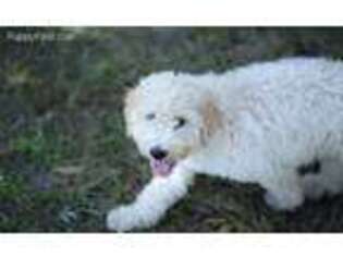 Goldendoodle Puppy for sale in Vidalia, GA, USA