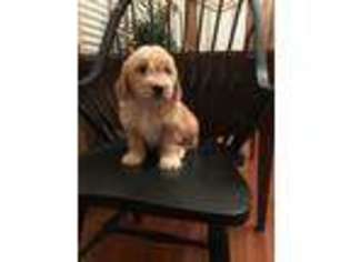 Goldendoodle Puppy for sale in Ironton, OH, USA