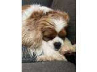 Cavalier King Charles Spaniel Puppy for sale in Manhattan, KS, USA