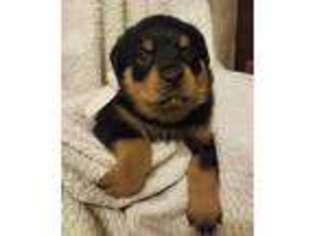 Rottweiler Puppy for sale in Nauvoo, AL, USA