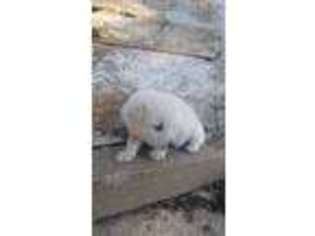 Alaskan Malamute Puppy for sale in Nevada, MO, USA