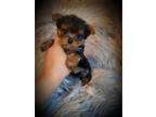 Yorkshire Terrier Puppy for sale in Idabel, OK, USA