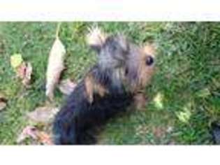 Yorkshire Terrier Puppy for sale in OCEANSIDE, CA, USA