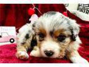 Miniature Australian Shepherd Puppy for sale in Orlando, FL, USA