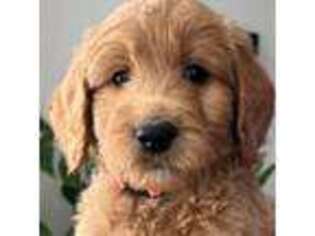 Goldendoodle Puppy for sale in Indian Trail, NC, USA