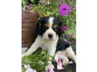 Cavalier King Charles Spaniel Puppy for sale in Milton, PA, USA