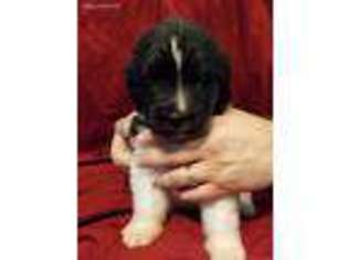 Newfoundland Puppy for sale in Papillion, NE, USA