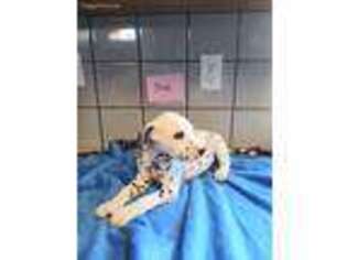 Dalmatian Puppy for sale in Lynwood, CA, USA