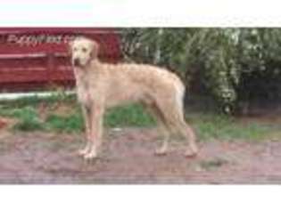 Irish Wolfhound Puppy for sale in Colorado Springs, CO, USA