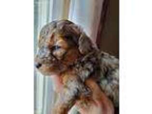 Mutt Puppy for sale in Quitman, AR, USA