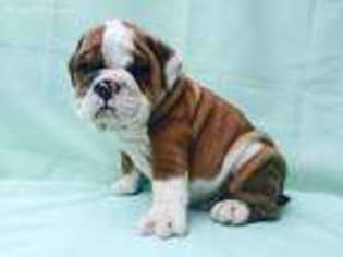 Bulldog Puppy for sale in Winston Salem, NC, USA