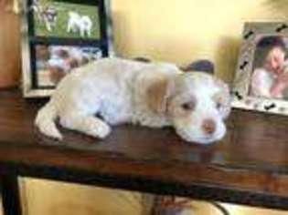 Havanese Puppy for sale in Posen, MI, USA