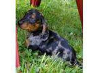 Dachshund Puppy for sale in Columbia, TN, USA