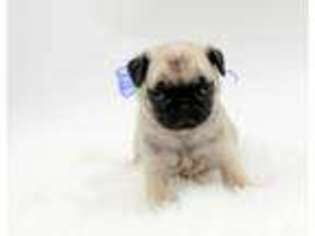 Pug Puppy for sale in WILLOWBROOK, IL, USA