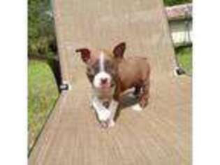 Boston Terrier Puppy for sale in Monroe, NH, USA