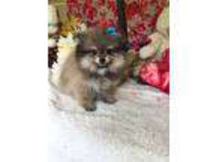 Pomeranian Puppy for sale in Burnsville, NC, USA