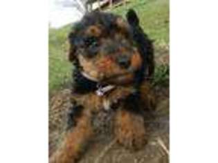 Welsh Terrier Puppy for sale in Chetopa, KS, USA