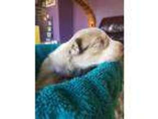 Australian Shepherd Puppy for sale in Capron, IL, USA