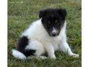 Shetland Sheepdog Puppy for sale in Clintonville, WI, USA