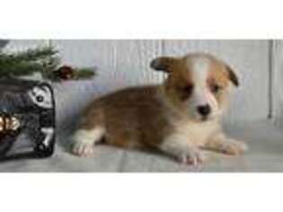 Pembroke Welsh Corgi Puppy for sale in Tuscola, IL, USA