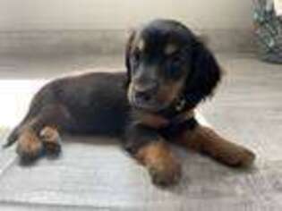 Dachshund Puppy for sale in Bellmawr, NJ, USA