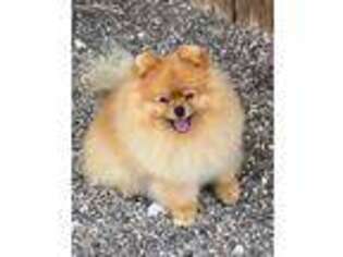 Pomeranian Puppy for sale in Mcallen, TX, USA