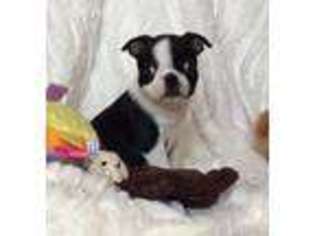 Boston Terrier Puppy for sale in Elmwood Park, IL, USA