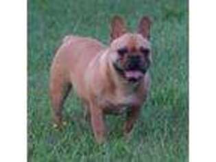 French Bulldog Puppy for sale in Chase City, VA, USA