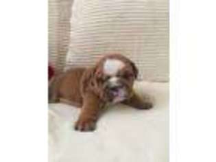 Bulldog Puppy for sale in Marlow, OK, USA