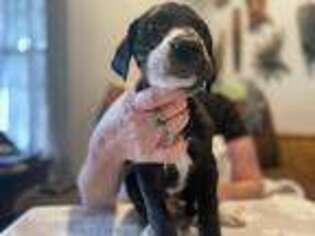 Great Dane Puppy for sale in Galt, CA, USA