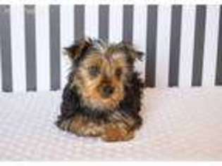 Yorkshire Terrier Puppy for sale in Fairbury, IL, USA