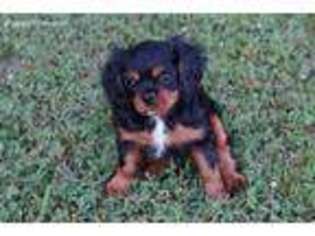 Cavalier King Charles Spaniel Puppy for sale in Farmington, AR, USA