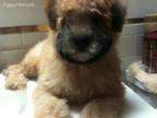 Soft Coated Wheaten Terrier Puppy for sale in Oak Park, IL, USA