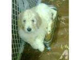 Goldendoodle Puppy for sale in MOLALLA, OR, USA