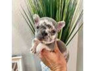French Bulldog Puppy for sale in El Dorado Hills, CA, USA