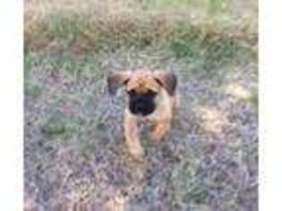 Cane Corso Puppy for sale in Lexington, TX, USA