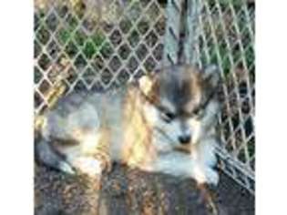 Alaskan Malamute Puppy for sale in Lenexa, KS, USA