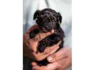 Mutt Puppy for sale in Salem, VA, USA
