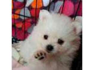 Pomeranian Puppy for sale in Wisconsin Dells, WI, USA