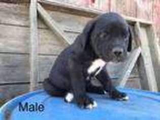 Cane Corso Puppy for sale in Hilmar, CA, USA