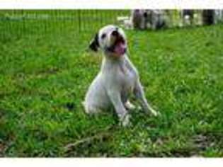 American Bulldog Puppy for sale in Satsuma, AL, USA