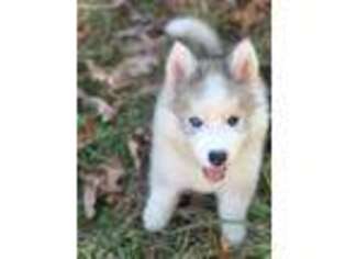 Siberian Husky Puppy for sale in Worcester, MA, USA