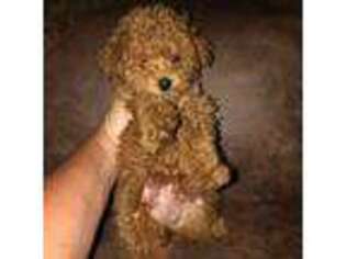 Mutt Puppy for sale in Saint Hedwig, TX, USA
