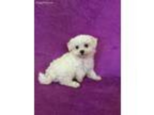Maltese Puppy for sale in Henderson, NV, USA